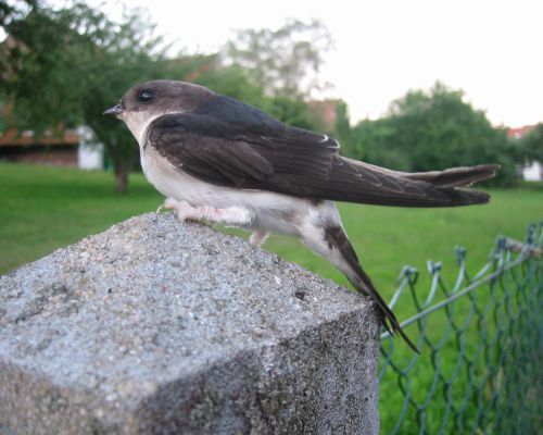 Mehlschwalbe